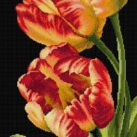 Lalele dreapta- kit complet