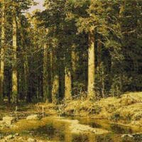 Colț de pădure - kit complet