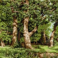 Pădurea de stejari - kit complet