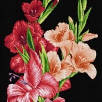 Gladiole/stânga - kit complet